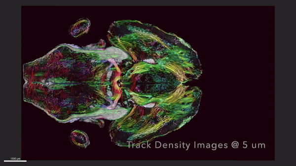 animated .gif shows colorful brain circuitry at very high resolution while scanning up and down in transverse planes of the mouse brain.  