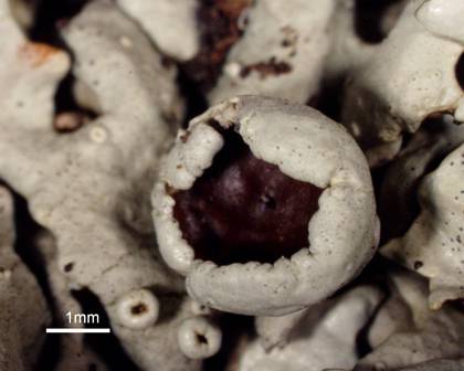 This image shows the fungal fruiting body of the newly identified lichen species, Xanthoparmelia hypofusca. Credit: Hodkinson & Lendemer 2011.