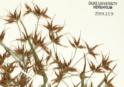 Herbarium sample of Rhynchospora, commonly known as beak-rush or beak-sedge. Photo courtesy of Duke Herbarium.