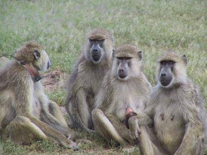 A study of mortality and fertility patterns among seven species of wild apes and monkeys like these (baboons or capuchins) and hunter-gatherer humans shows that menopause sets humans apart from other primates.