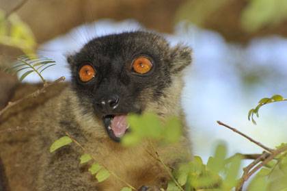The habitat of this brown lemur in Madagascar is likely to shrink by half before the end of the century due to climate change, finds a Duke University study. Photo by David Haring, Duke Lemur Center