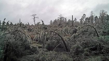 A section of pine trees in Duke Forest was so heavily covered in ice at the beginning of March the trees nearly bent over to the ground. Duke Forest staff are surveying damage to determine how badly weather has impacted Duke's 7,000-acre natural space. P