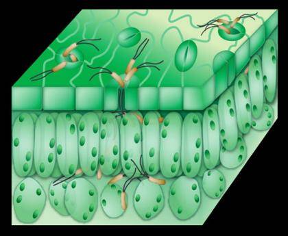 Illustration by Marlene Cameron and Sheng-Yang He of Michigan State University depicts Pseudomonas bacteria invading a leaf through the mouth-like stomata on the surface.
