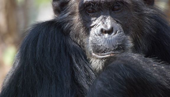 A notorious bully, Frodo the chimpanzee was Gombe's alpha male for five years. Credit: Ian C. Gilby, Arizona State University. 
