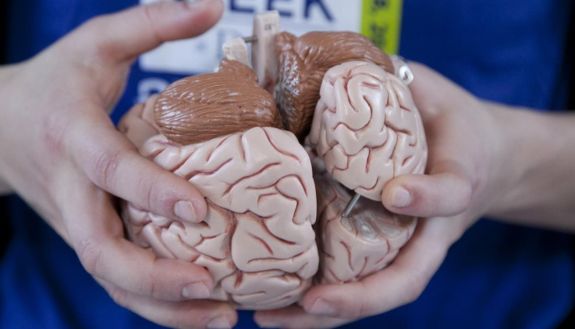 student holds a model of the human brain in their hands