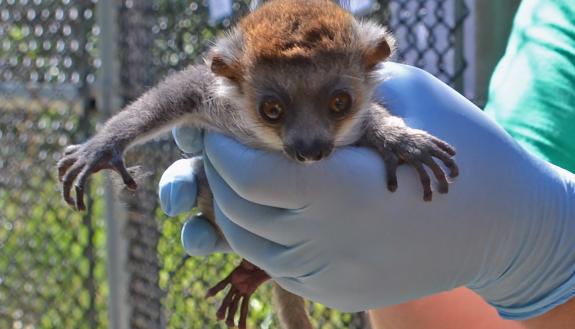 Nacho, a 29-day old mongoose lemur at Duke Lemur Center, get ready to be weighed by the staff.
