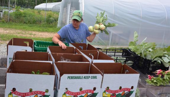 Emily McGinty fills boxes with kohlrabi ahead of distribution on a Friday morning at Duke Campus Farm. Photos by Jonathan Black. 