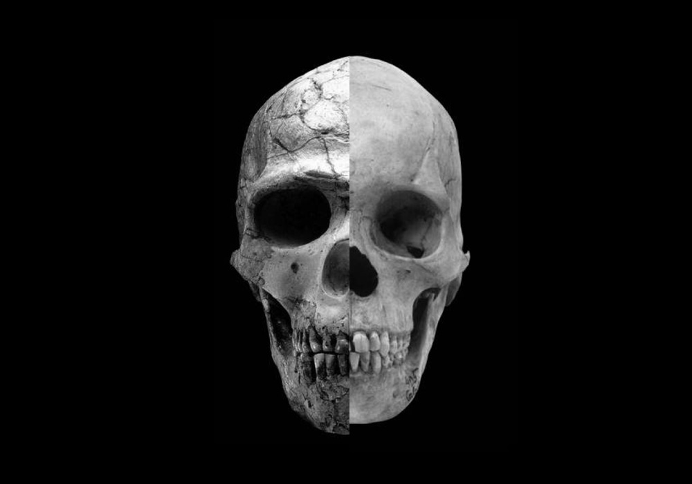 Evolving skulls show emergence of gentler human society. Photo courtesy of Robert Cieri, University of Utah.