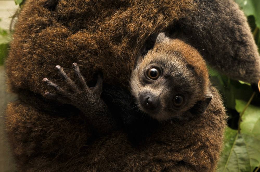 A half-century of lemur data moves online. Photo by David Haring, Duke Lemur Center.