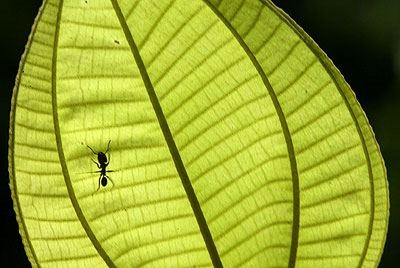 Postcards from Costa Rica