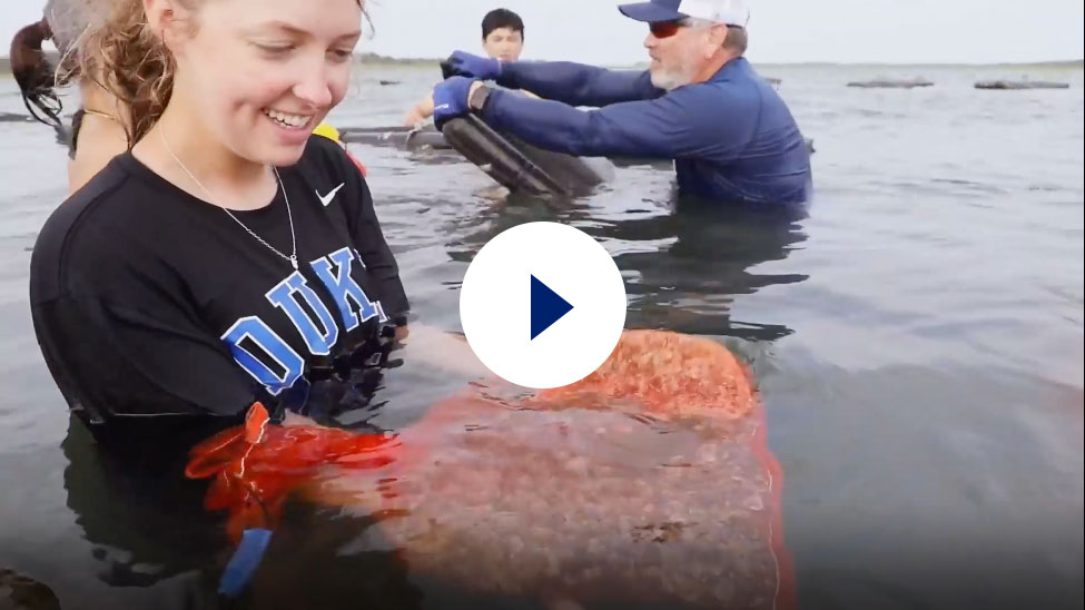 Video thumbnail of a woman in a Duke t-shirt standing in water holding a bag a of mollusks.