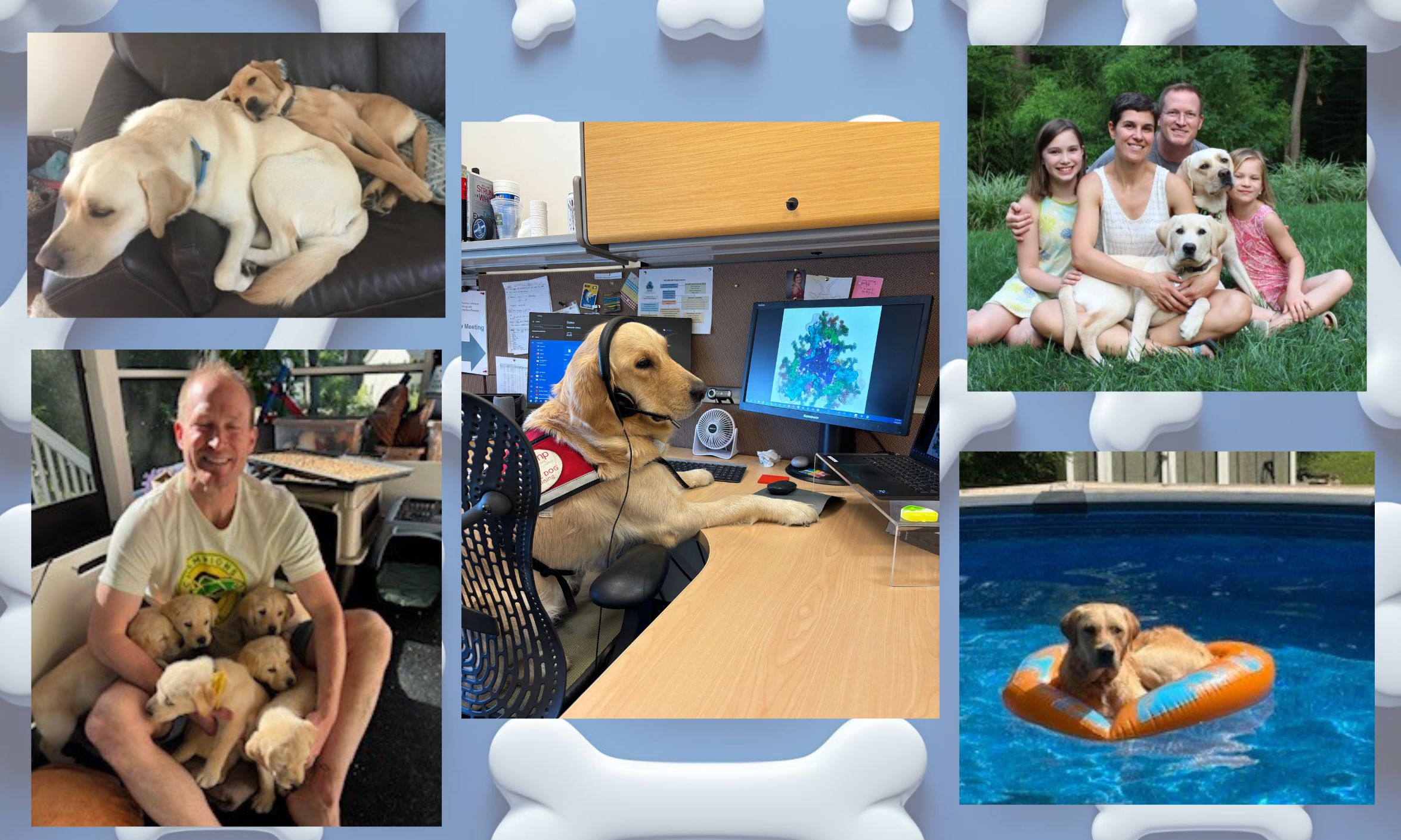a photo collage of several Labrador retrievers