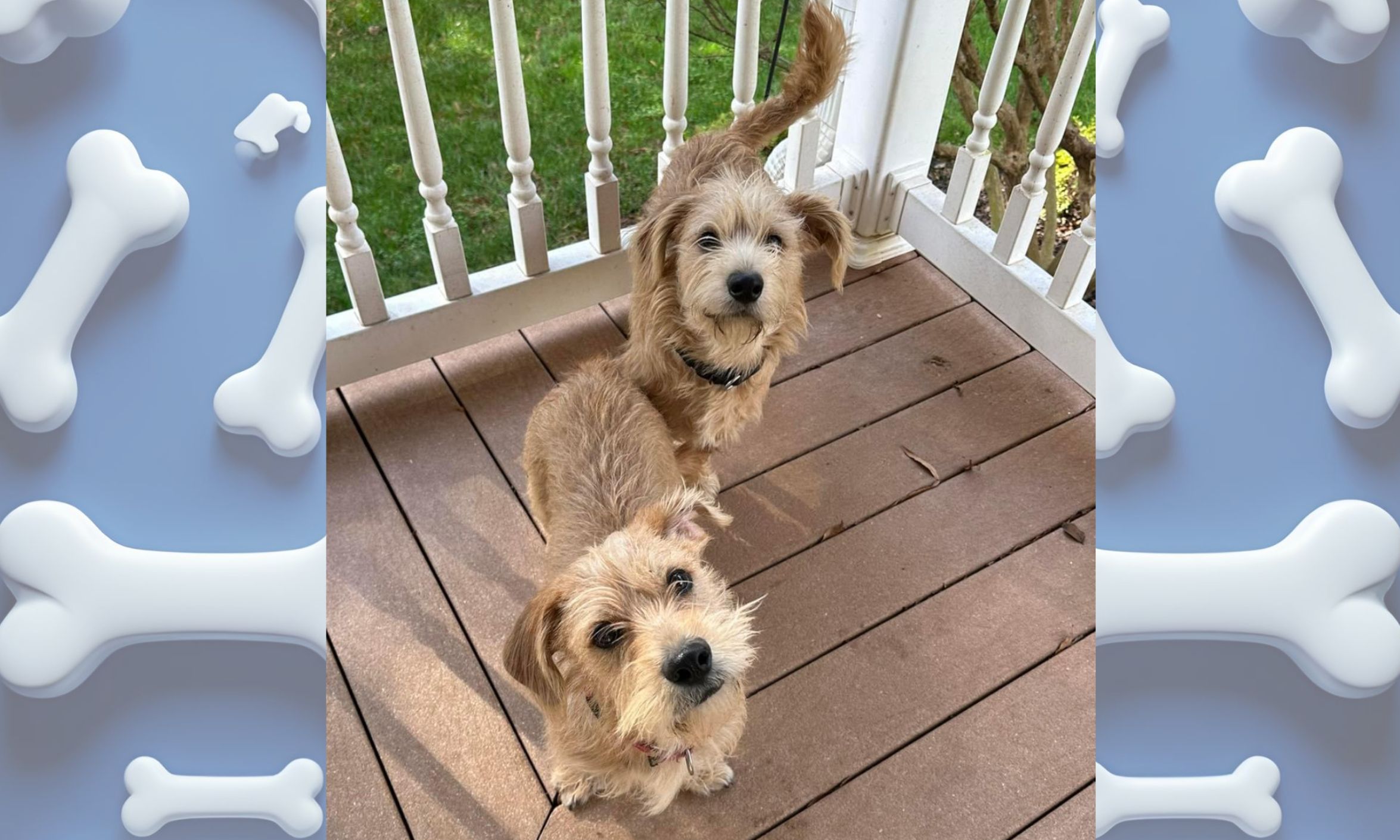 two dogs stare up at the camera