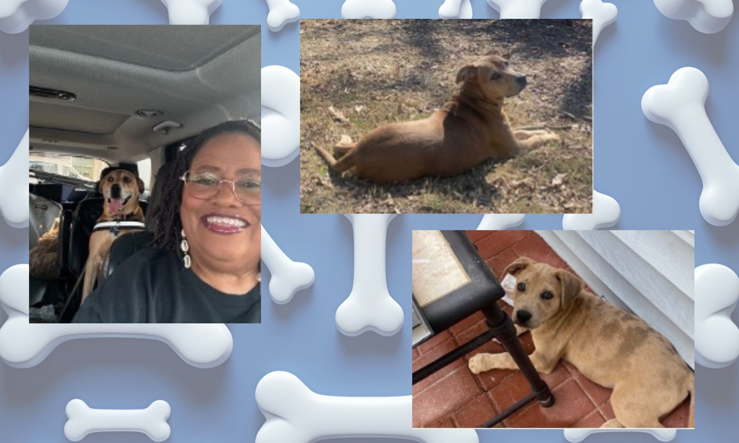 a photo collage shows a woman and a brown dog as a puppy and a full-grown dog
