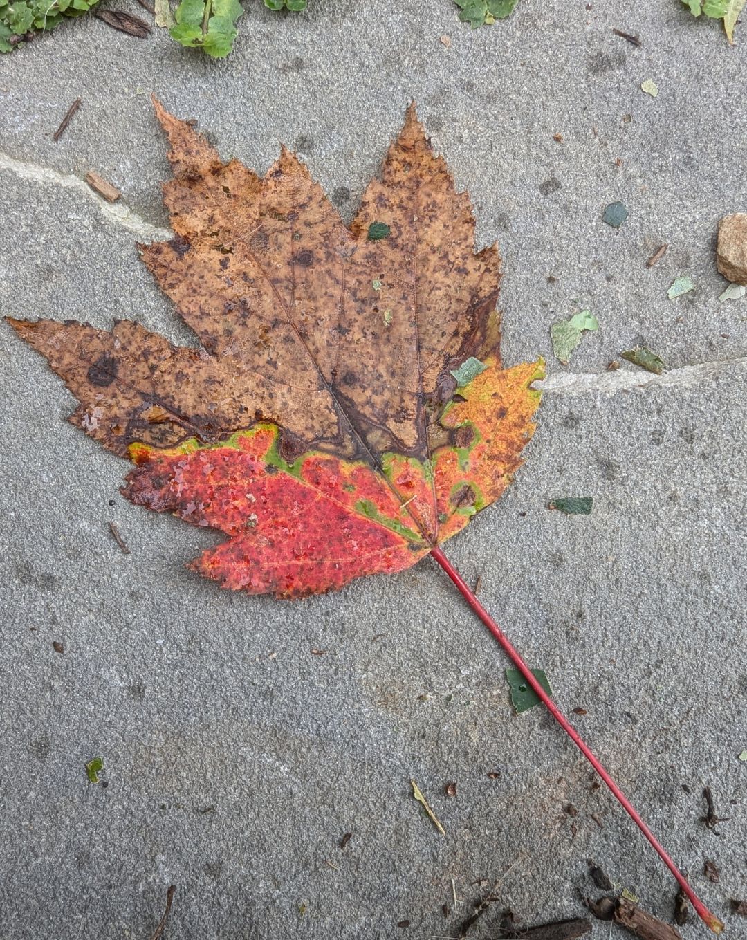 an orange maple leaf