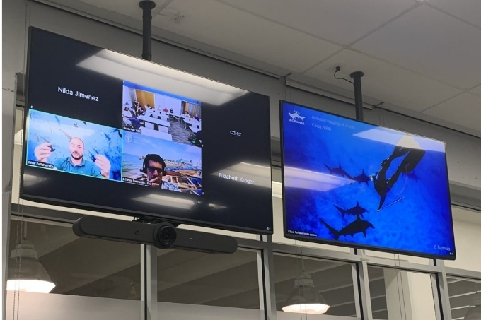 Image of a diver approaching a hammerhead shark on a big screen TV.