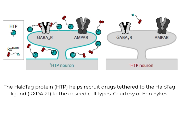 Graphic of HaloTag protein.