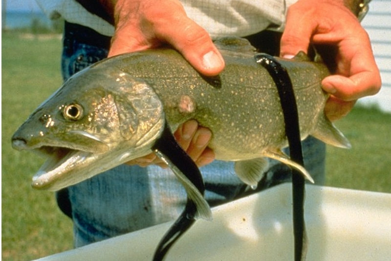 photo of sea lamprey.