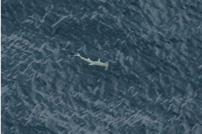 Aerial photo of a hammerhead shark.