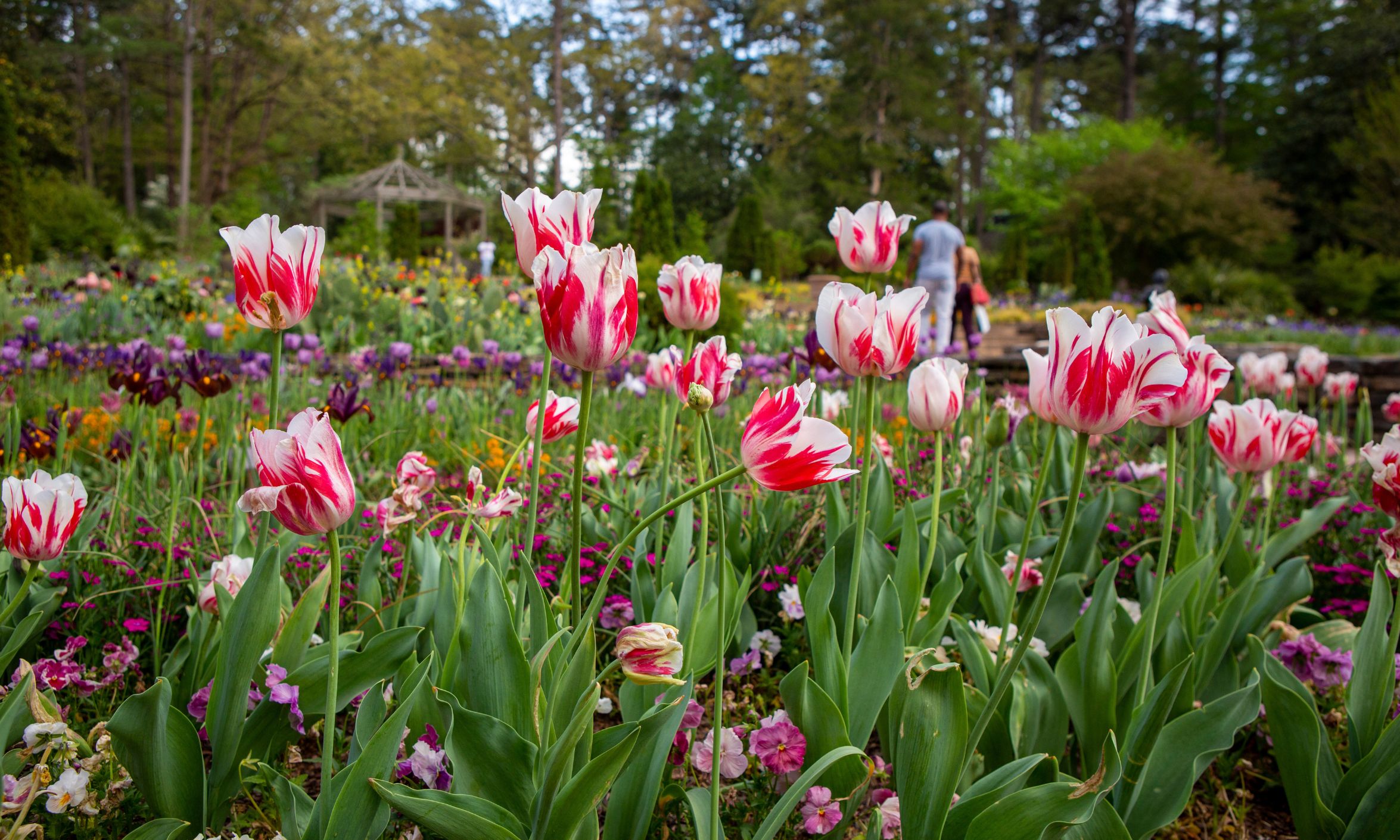 tulips growing at Sarah P. Duke Gardens