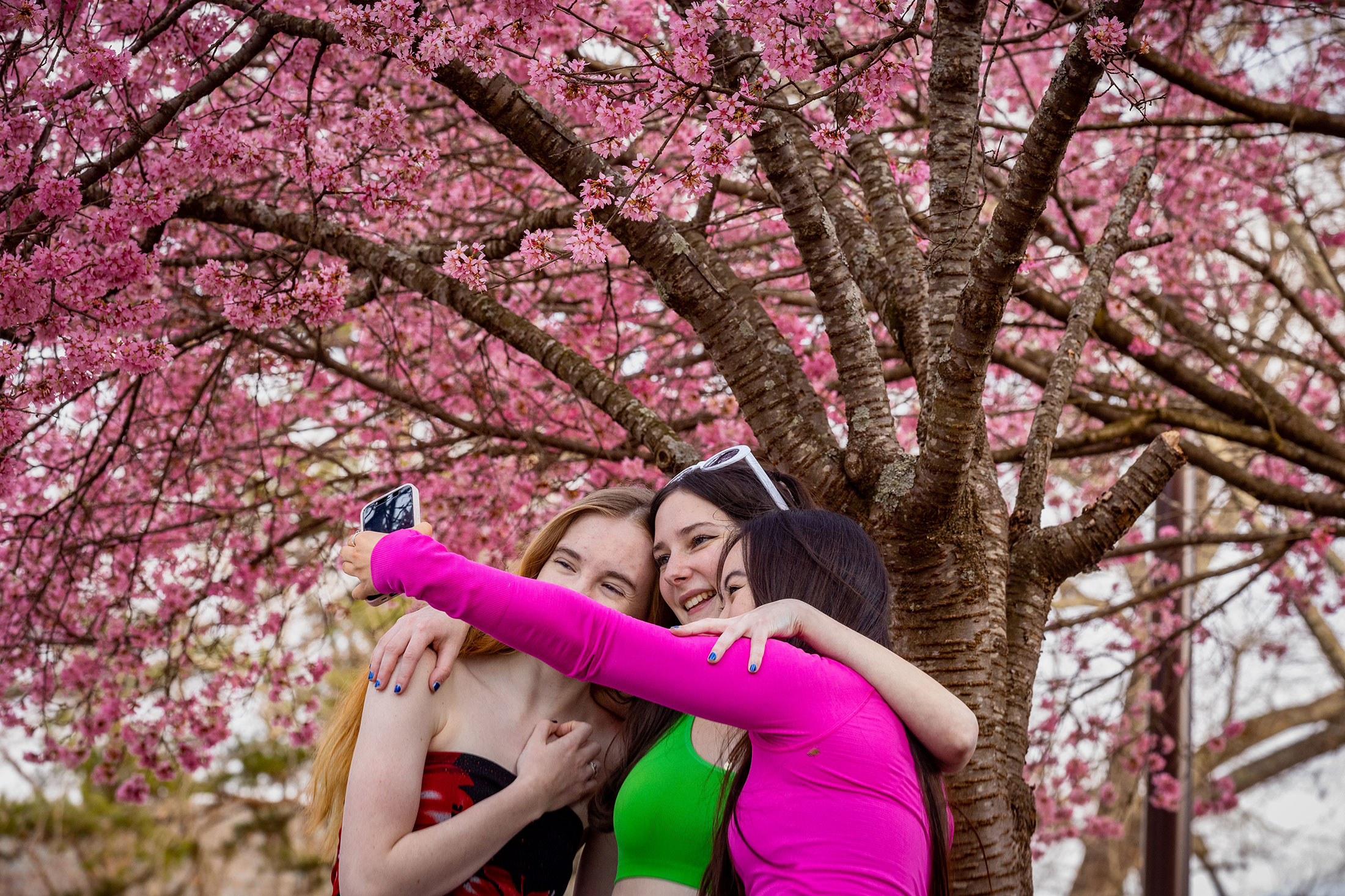 Three girls taking a selfie by the apricot tree.
