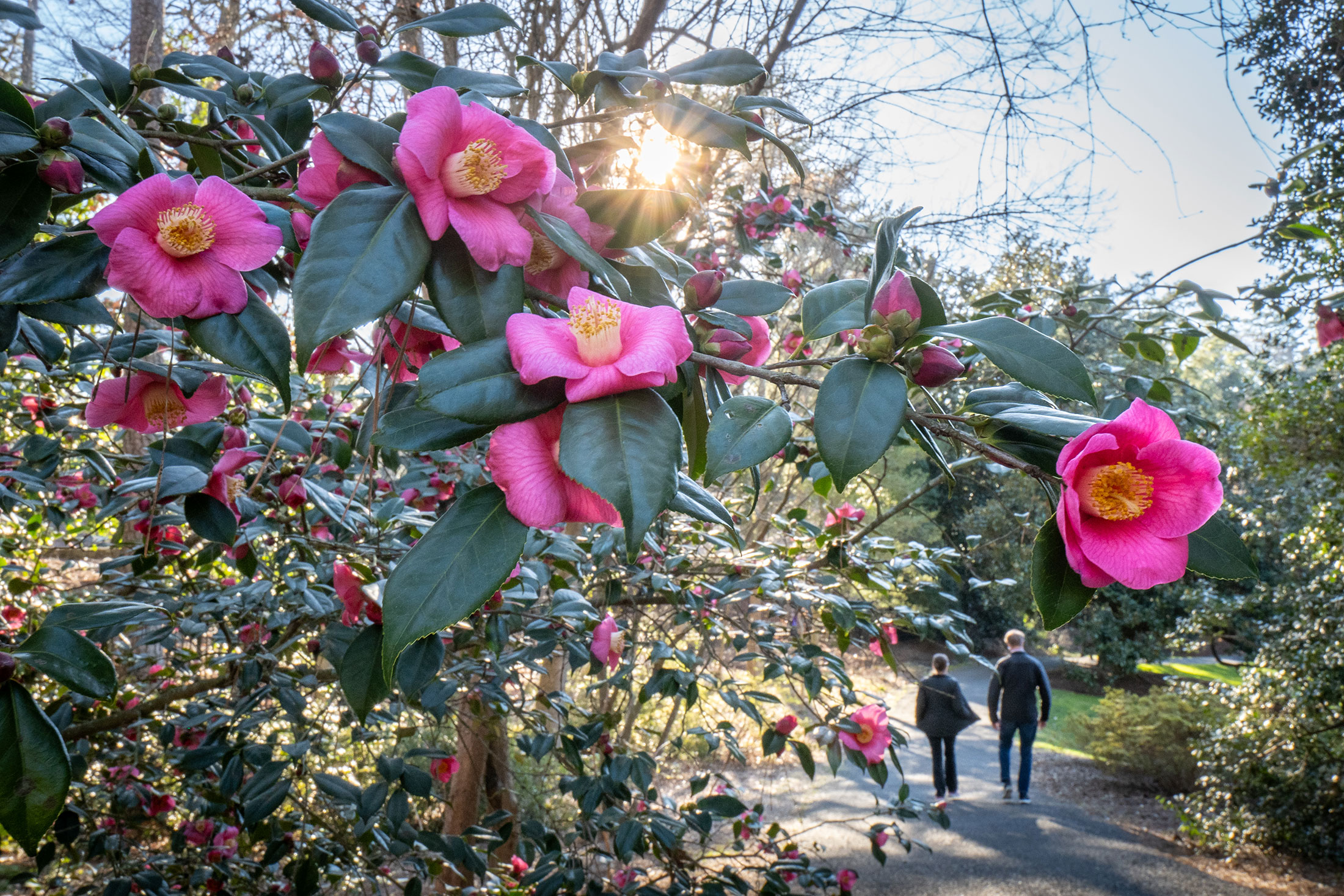 blooms on West Campus.