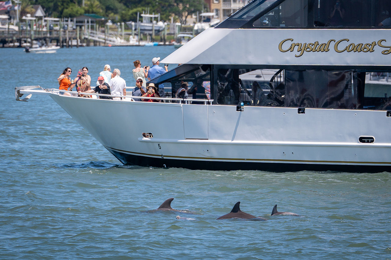 A pod of dolphins swims next to a tour boat