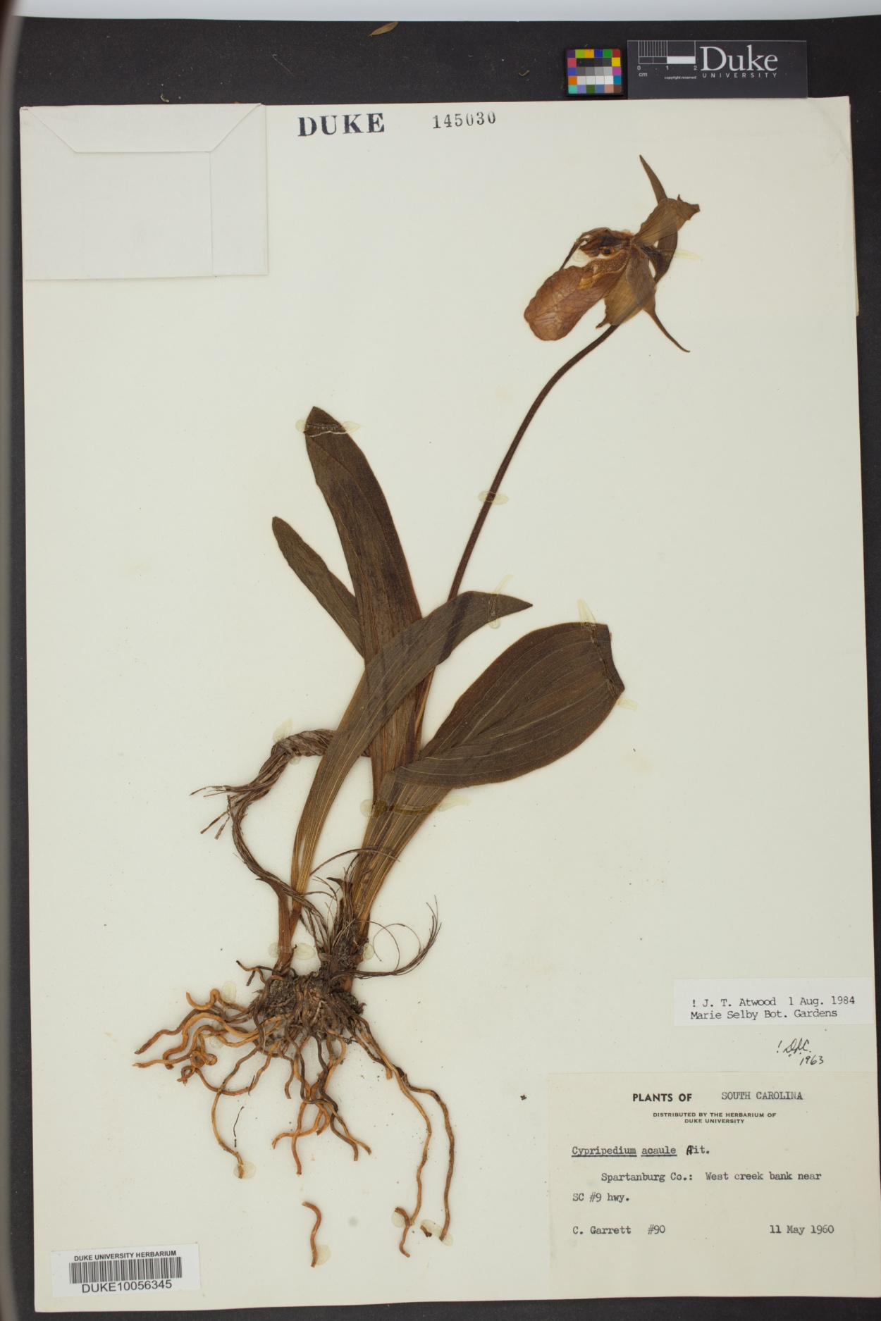 An intricate pressed flower, photographed and technically cataloged. Dated 11 May, 1960