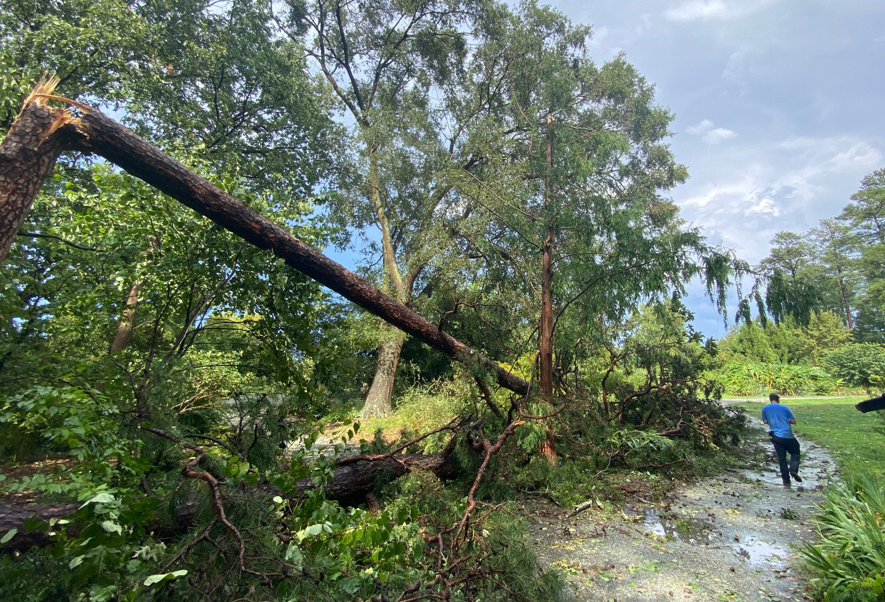 Duke Gardens storm damage. Photo by Bobby Mottern.