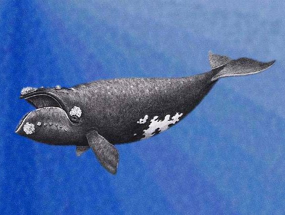 an artist’s conception of what a North Pacific Right Whale looks like.