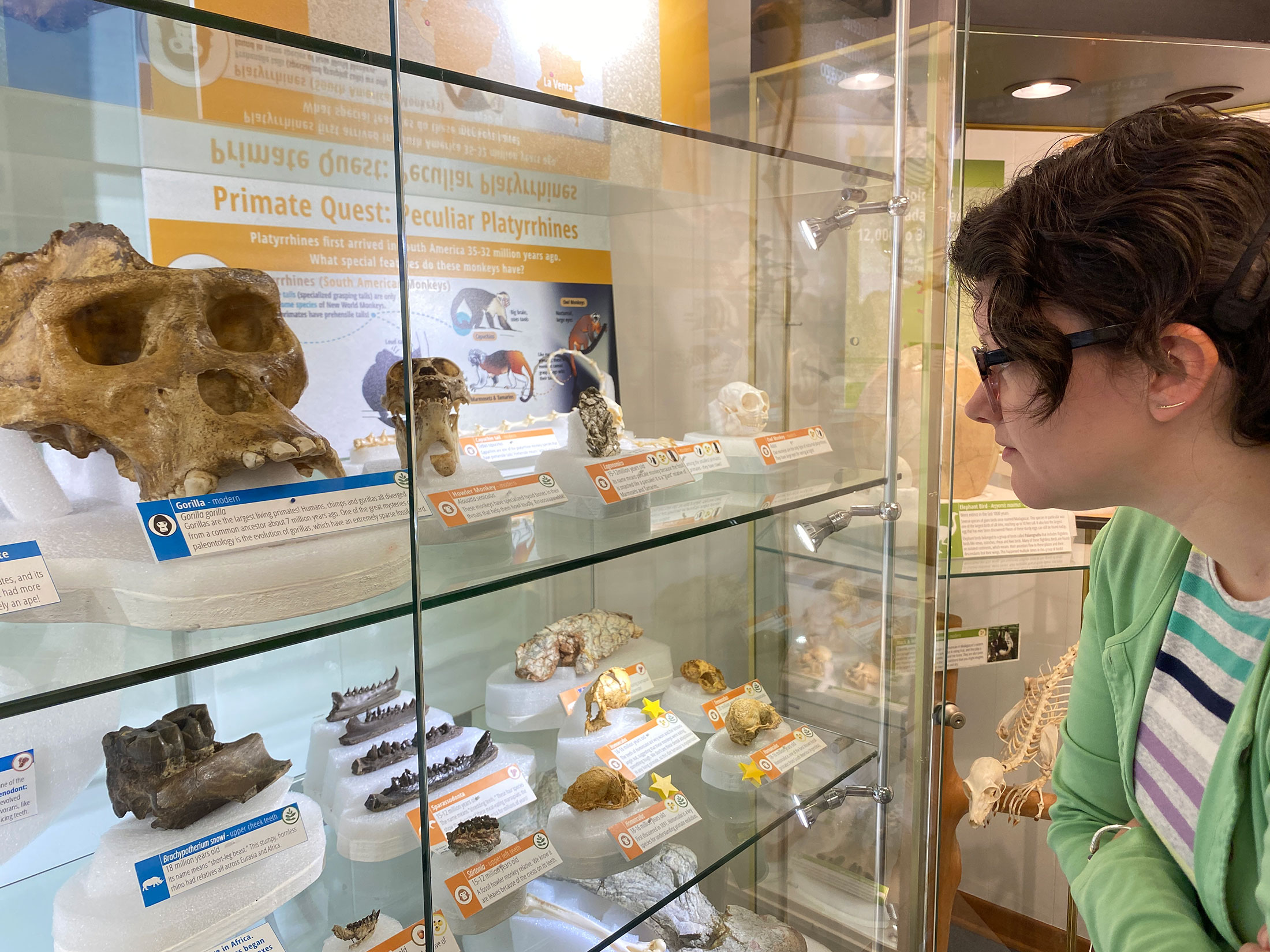 Fossils at Lemur Center Museum Tell an Old Story | Duke Today