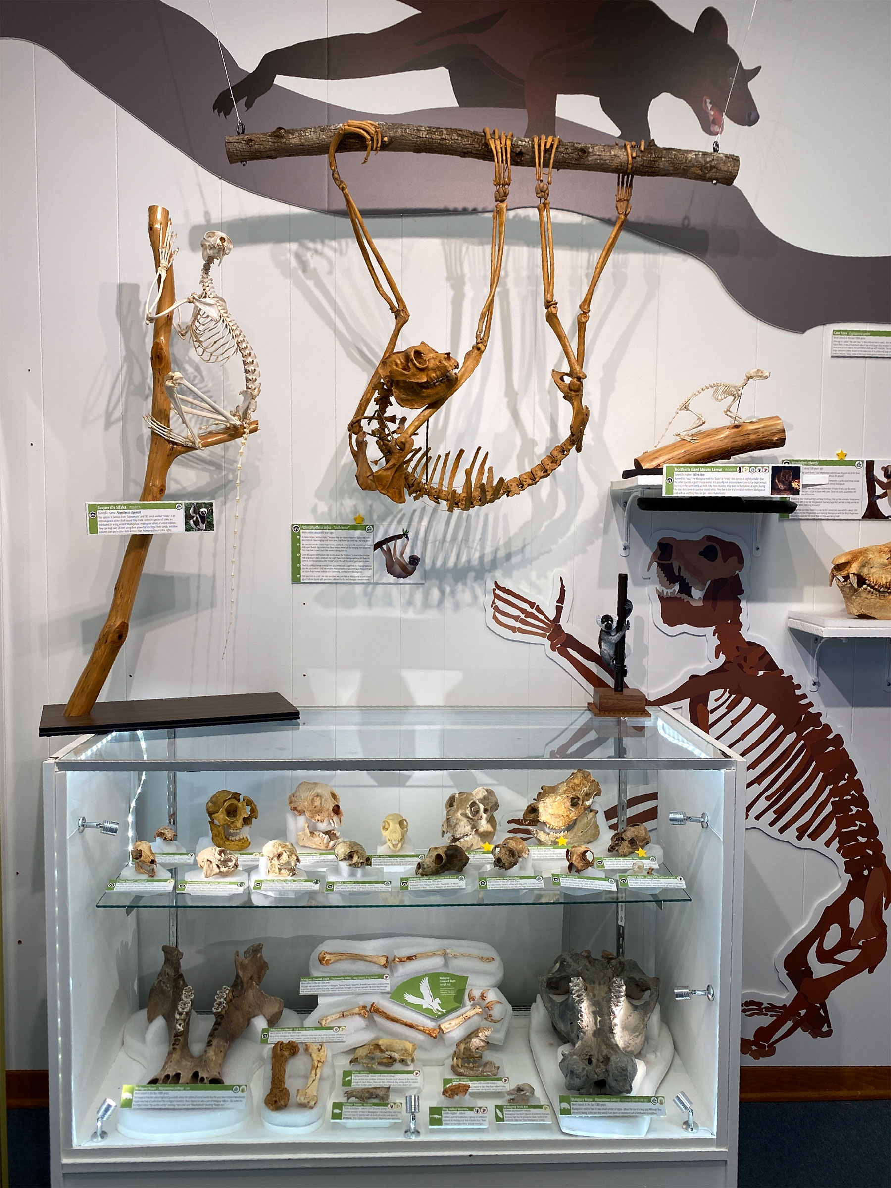 The Madagascar display at the DLC Museum shows the sloth 