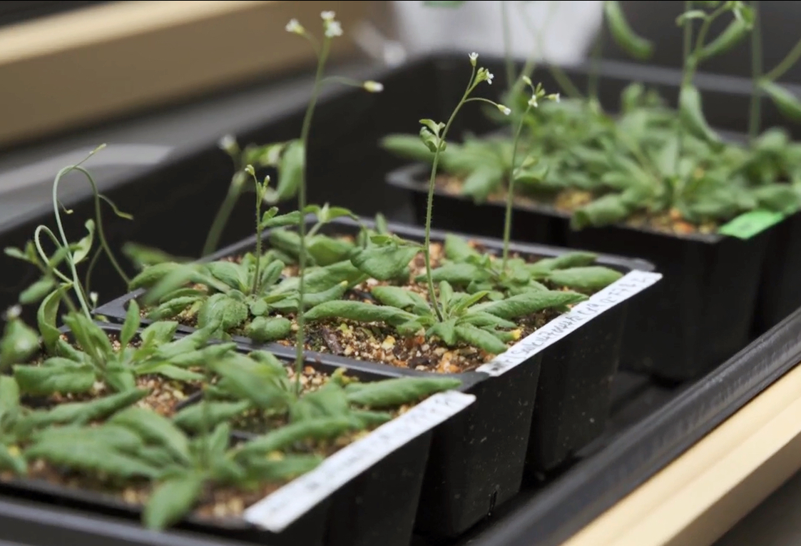 Rows of seedlings growing ion small plastic containers of dirt.