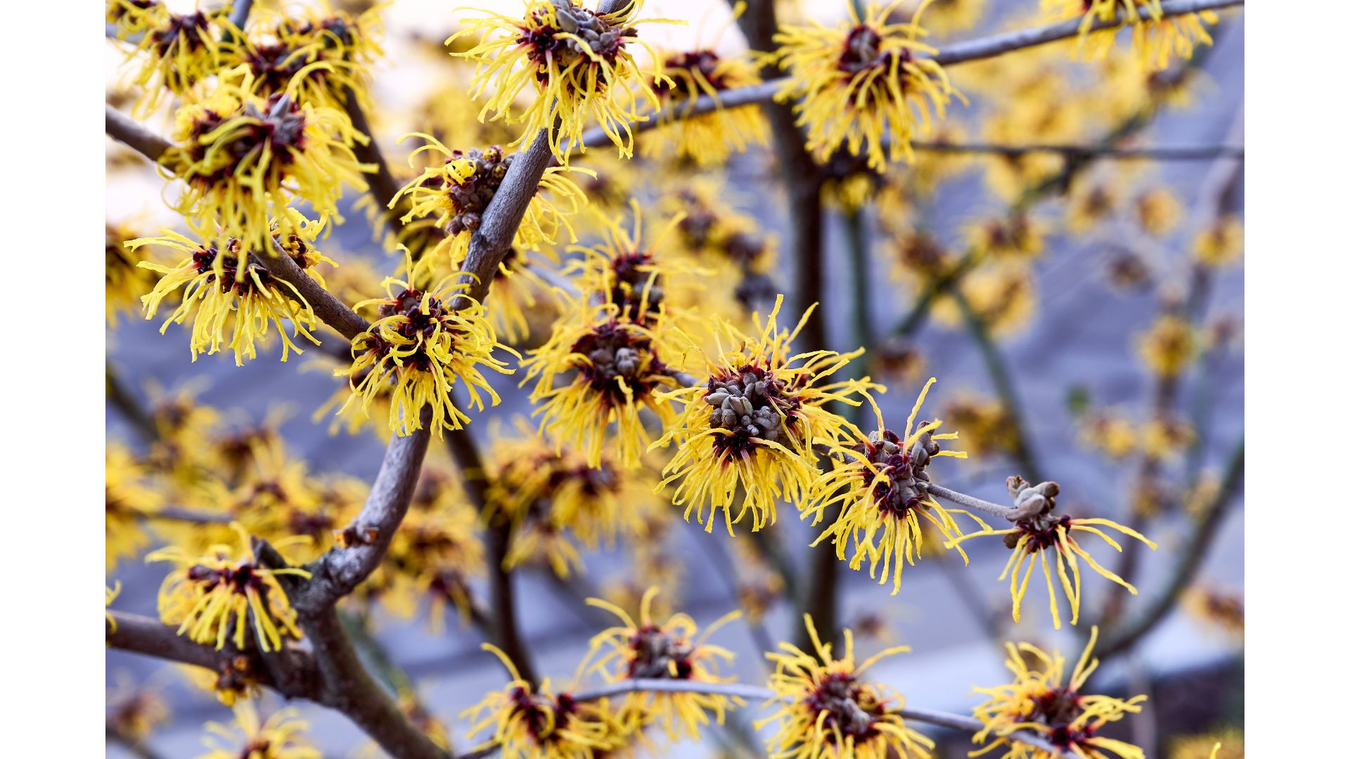 The Supernatural Side of Plants – CornellBotanicGardens