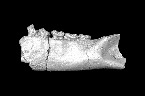 Fossilized fragments of primate jaws and teeth from Africa are changing what researchers thought they knew about when lemurs made it to Madagascar. Shown here is 20-million-year-old Propotto leakeyi. 3-D scans courtesy of Duke SMIF.