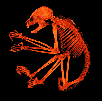 Skimmer, a pygmy slow loris, was 19 when she died at the Duke Lemur Center in 2013. She is one of more than 100 rare or endangered primates whose bodies are being preserved with help from an X-ray imaging technique called micro-computed tomography. 