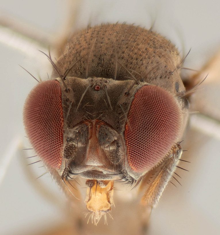 Drosophila subobscura. Photo by Malcolm Storey, www.bioimages.org.uk.