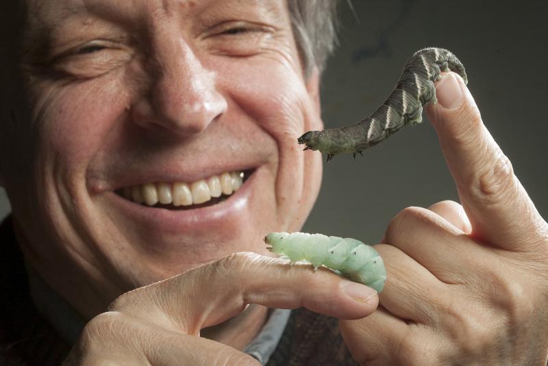 Fred Nijhout with tobacco hornworms