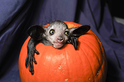 Pumpkin Peekaboo, a photograph taken by Lemur Center staff photographer David Haring and submitted by Robin Ann Smith, manager of education and outreach for the Duke Lemur Center