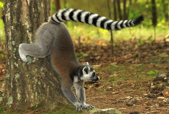 lemur scent