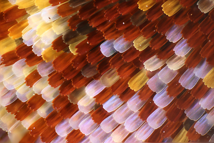 butterfly wing scales