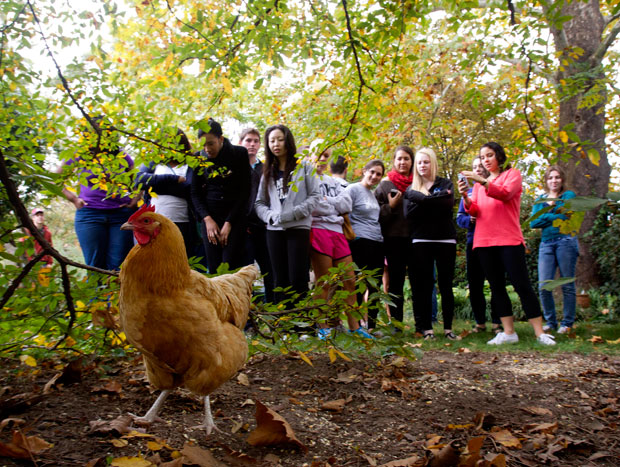 Students in Kathy Rudy's class learn about urban chicken raising.