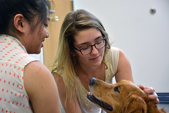 Dogs at Work a Treat for Researchers | Duke Today