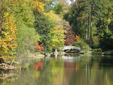 Around the pond in the Culberson Asiatic Arboretum at Duke Gardens, the fall colors feature bright patches of yellow, red and orange. 