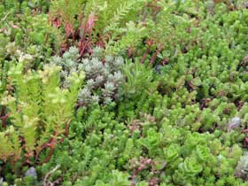 greenroof