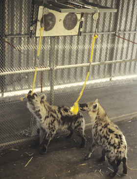 A pair of captive hyenas cooperatively solving a task to get some food. 