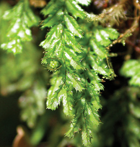 Courtesy of Eric Schuettpelz Hymenophyllum jamesonii, an epiphytic fern of neotropical rain forests, has berry-like clusters of sporangia where reproductive spores are produced.