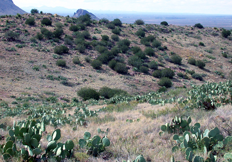 Hardy junipers grow near cacti in New Mexico's Florida Mountains 