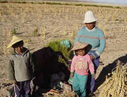 A Bolivian women and her children harvest quinoa, a dryland crop that is attracting attention in developed countries 