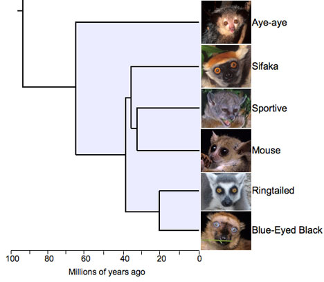 New genetic analysis estimates when and how the lemur branch of the primate family split from our own 